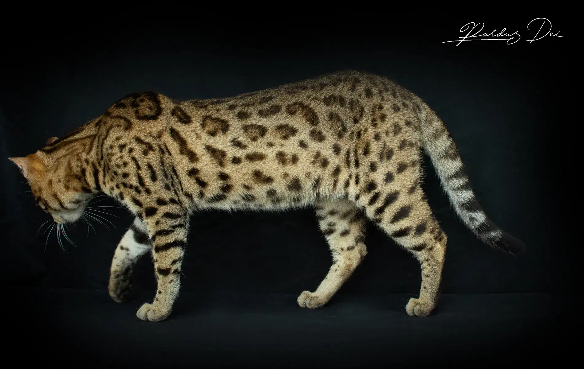 chaton bengal